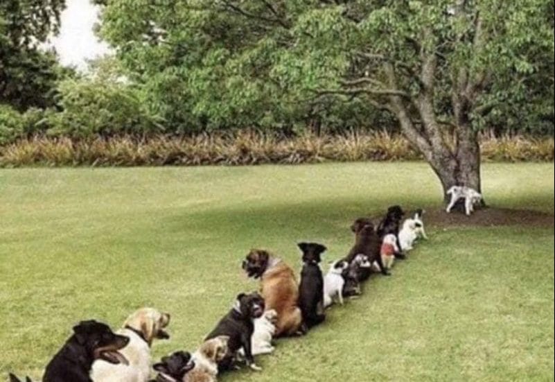 Reliable boarding kennels in and around South Molton